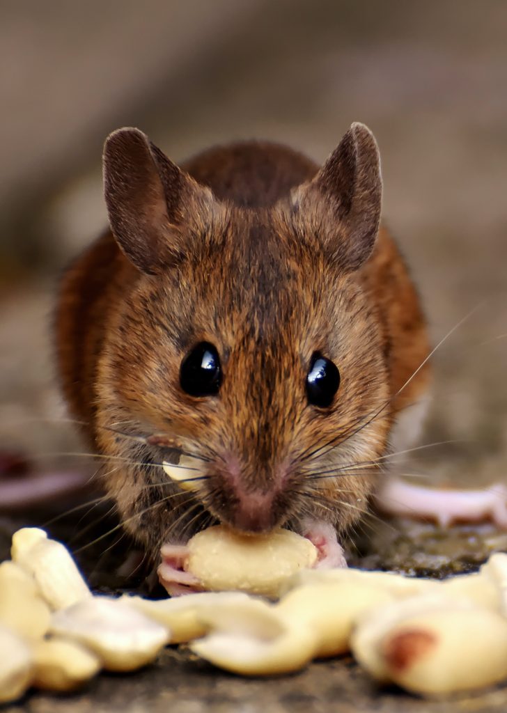 Pourquoi traiter les insectes nuisibles ?
